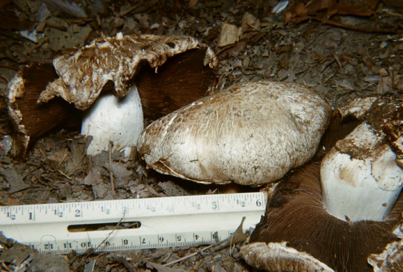 Agaricus subperonatus image