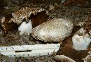 Agaricus subperonatus image