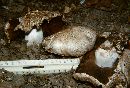 Agaricus subperonatus image