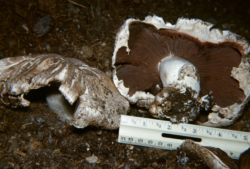 Agaricus subperonatus image