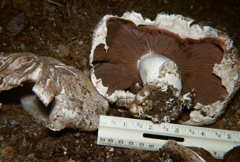 Agaricus subperonatus image