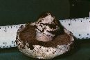 Agaricus bisporus image