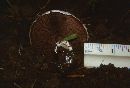 Agaricus bisporus image