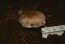 Agaricus bisporus image