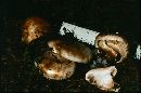 Tricholoma zelleri image