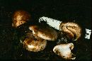 Tricholoma zelleri image