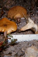 Suillus punctatipes image