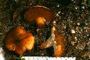 Suillus punctatipes image