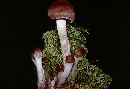 Cortinarius evernius image