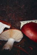 Russula paludosa image