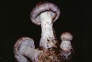 Cortinarius cyanites image