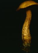 Suillus punctipes image