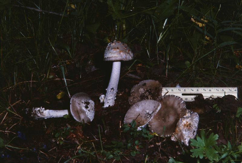 Amanita tomentella image