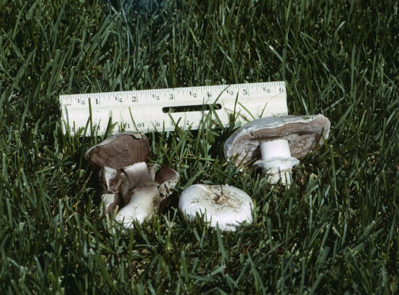 Agaricus bitorquis image