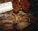 Gyromitra gigas image