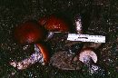 Leccinum aurantiacum image