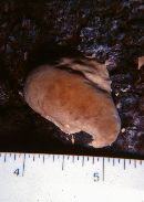 Phellinus igniarius image