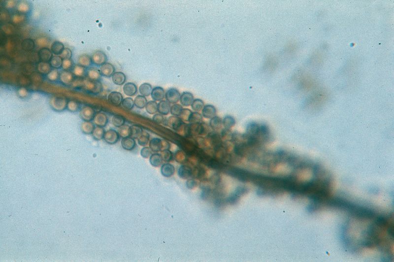 Lycoperdon umbrinum var. umbrinum image