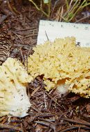 Ramaria aurea image