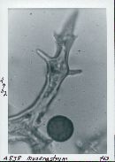 Mycenastrum corium image