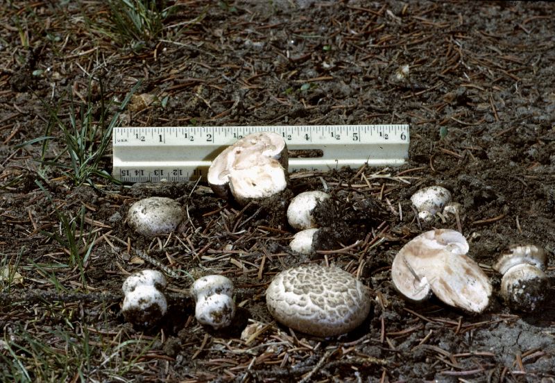 Agaricus image