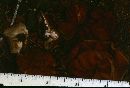 Discina apiculatula image