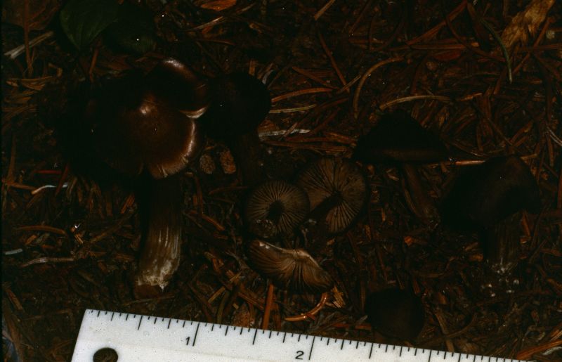 Entoloma pullum image