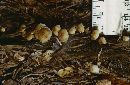 Xeromphalina campanella image