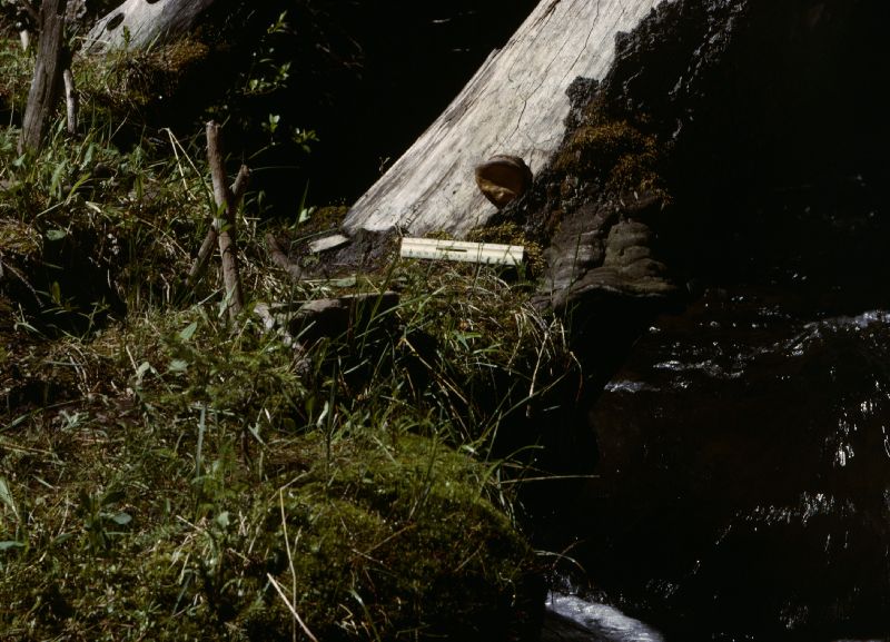 Phellinus igniarius subsp. nigricans image