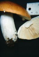 Russula aurantiolutea image