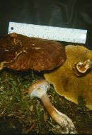 Suillus cavipes image