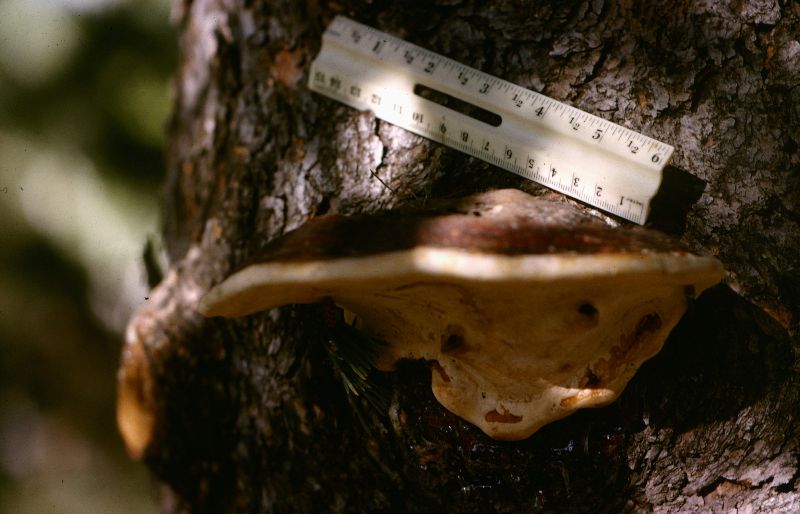 Fomitopsis image