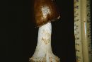 Amanita brunnescens image