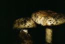 Amanita agglutinata image