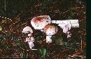 Hygrophorus erubescens image