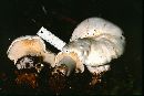 Clitocybe robusta image