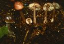 Mycena pura image