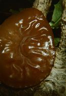 Auricularia auricula-judae image