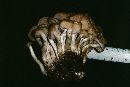 Clitocybe multiceps image