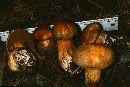 Suillus tomentosus image