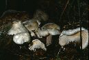 Clitocybe robusta image