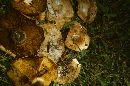 Paxillus vernalis image