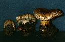 Lactarius repraesentaneus image