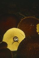 Suillus cavipes image