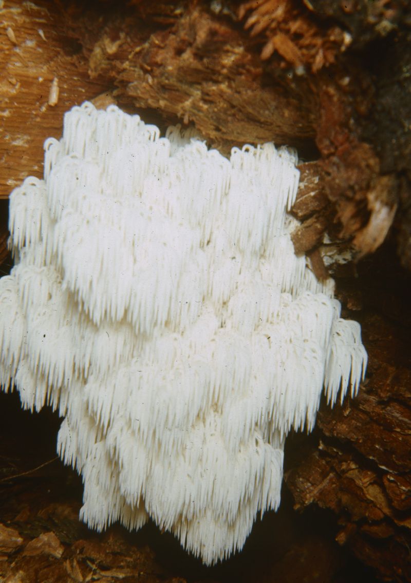 Hericium coralloides f. caput-ursi image