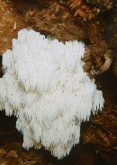 Hericium coralloides f. caput-ursi image