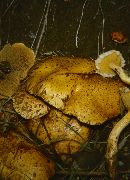 Suillus sibiricus image