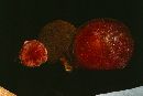 Suillus ochraceoroseus image