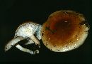 Hygrophorus bakerensis image