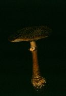 Amanita morrisii image